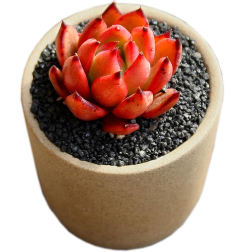 Real Live Succulent Cactus Plant : Echeveria agavoides Frank Reinelt