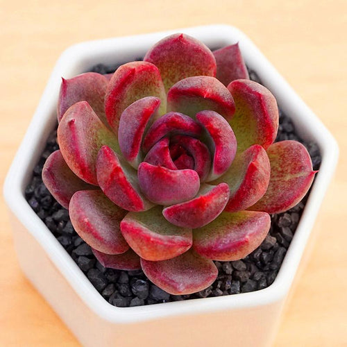 Real Live Succulent Cactus Plant : Echeveria Black Rose