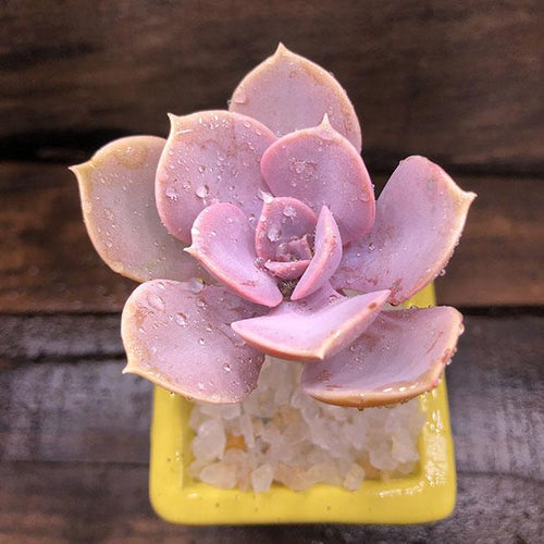 Real Live Succulent Cactus Plant : Syringa oblata