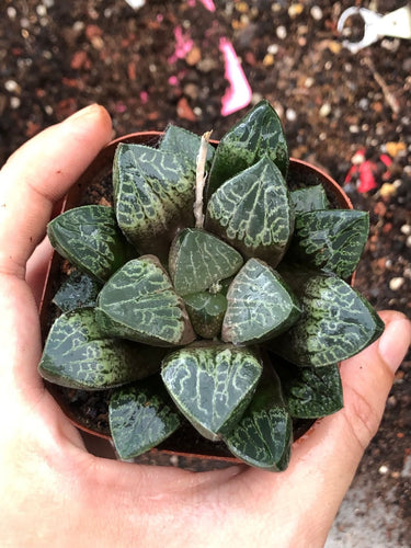 Real Live Succulent Cactus Plant : Haworthia Comptoniana 'KARAKUSA'