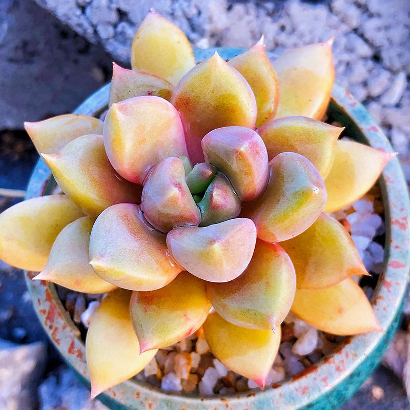 Real Live Succulent Cactus Plant : Echeveria J.C. Van Keppel