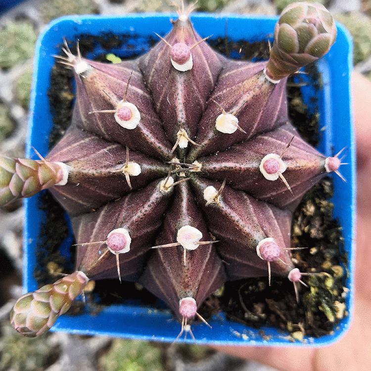 Real Live Succulent Cactus Plant : Gymnocalycium Mihanovichii