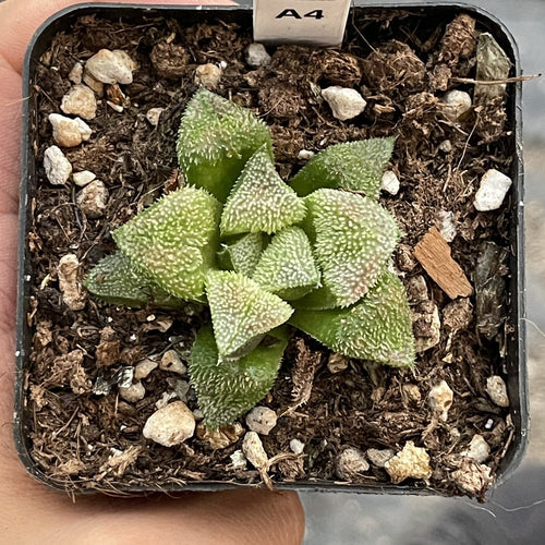 Real Live Succulent Cactus Plant :  Haworthia emelyae var. major