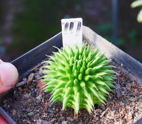 Real Live Succulent Cactus Plant : Euphorbia suzannae Marloth Suzanna's Spurge