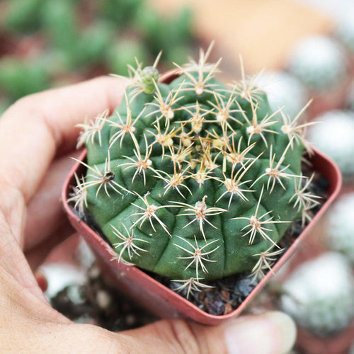 Real Live Succulent Cactus Plant :  Gymnocalycium anisitsii