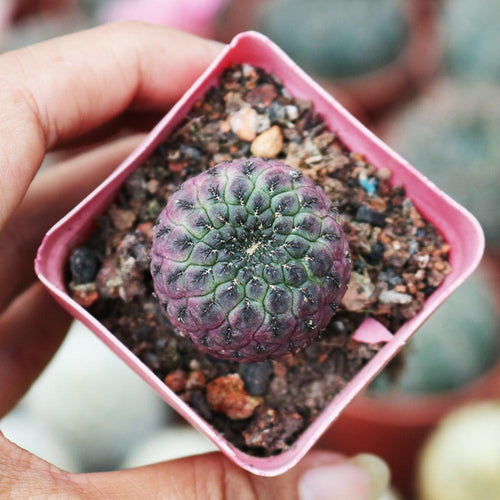 Real Live Succulent Cactus Plant :  Sulcorebutia Rauschii