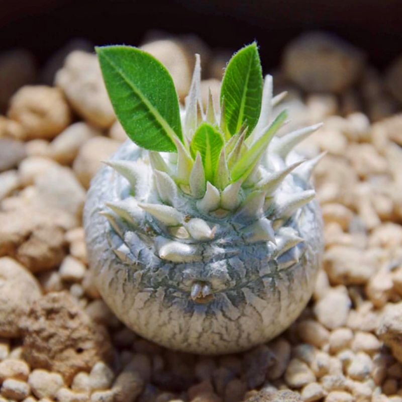 Real Live Succulent Cactus Plant :  Pachypodium Brevicaule