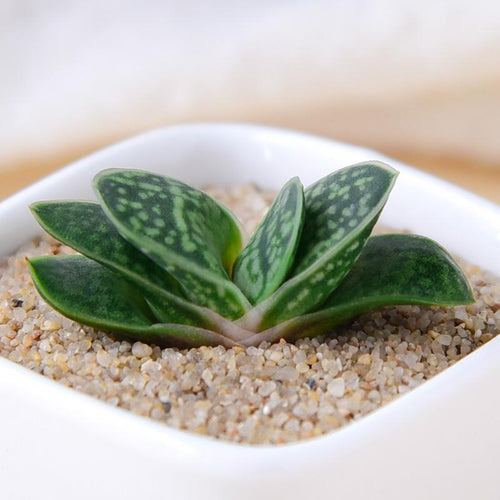 Real Live Succulent Cactus Plant : Gasteria gracilis Baker