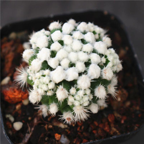 Real Live Succulent Cactus Plant : Mammillaria gracilis cv. Arizona Snowcap