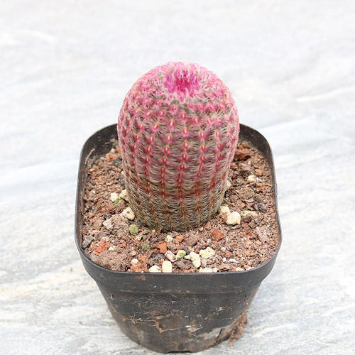 Real Live Succulent Cactus Plant :  Echinocereus rigidissimus var. rubrispinus Rainbow Hedgehog