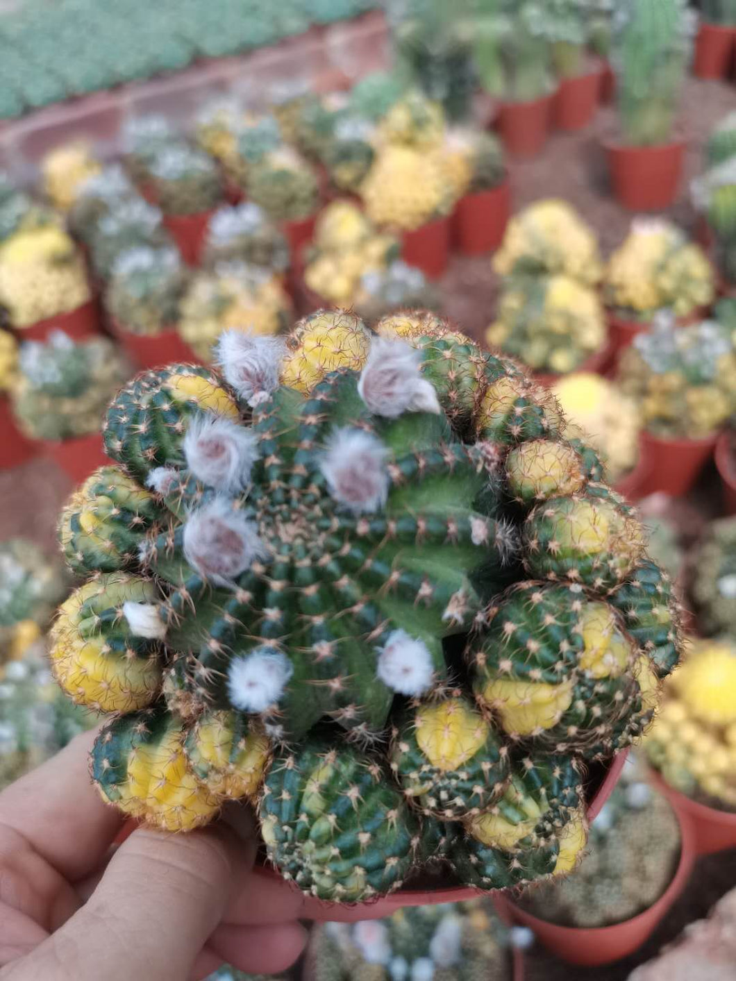 Real Live Succulent Cactus Plant :  Matucana aurantiaca(Vpl.) Bux variegata