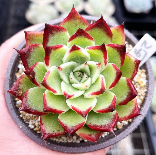 Real Live Succulent Cactus Plant : Echeveria Agavoides Halloween
