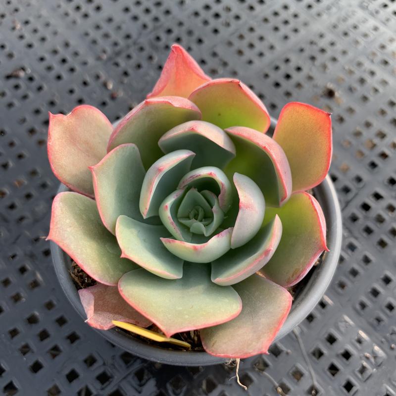 Real Live Succulent Cactus Plant :  Echeveria 'White Rose'