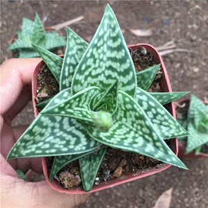 Real Live Succulent Cactus Plant : 'JIQIANDAI'