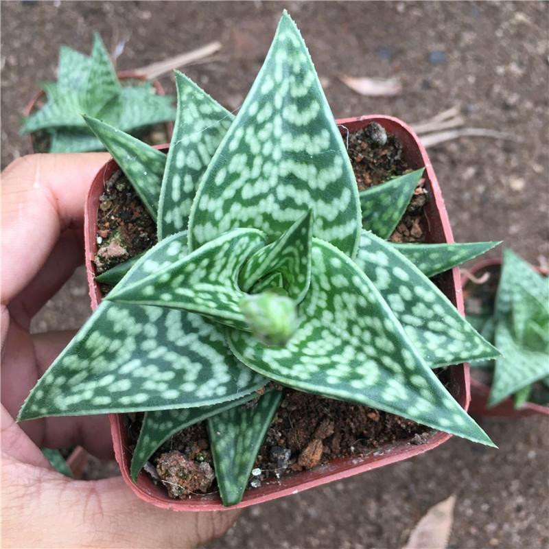 Real Live Succulent Cactus Plant : 'JIQIANDAI'