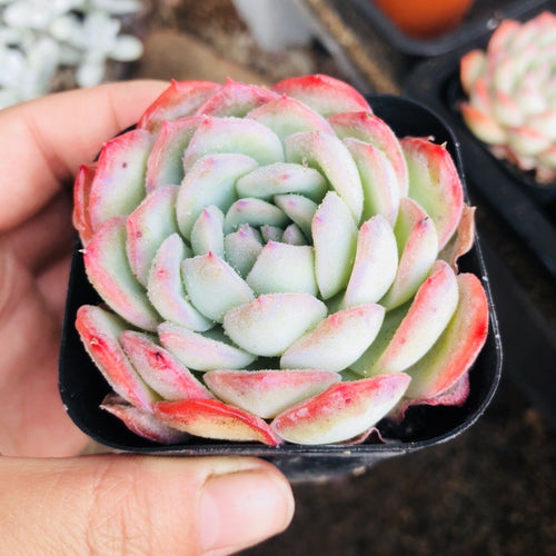 Real Live Succulent Cactus Plant :  Echeveria 'silhouette'