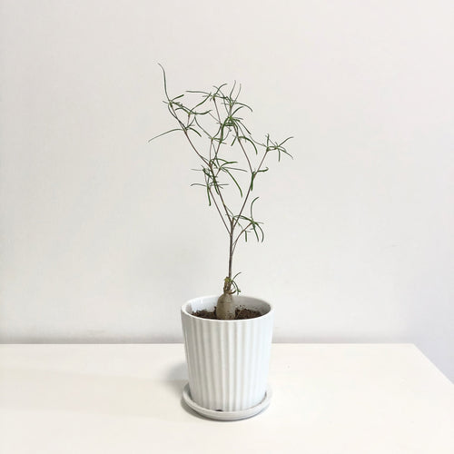 Real Live Succulent Cactus Plant :  Euphorbia hedyotoides