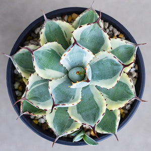 Real Live Succulent Cactus Plant :  Agave Pumila variegata