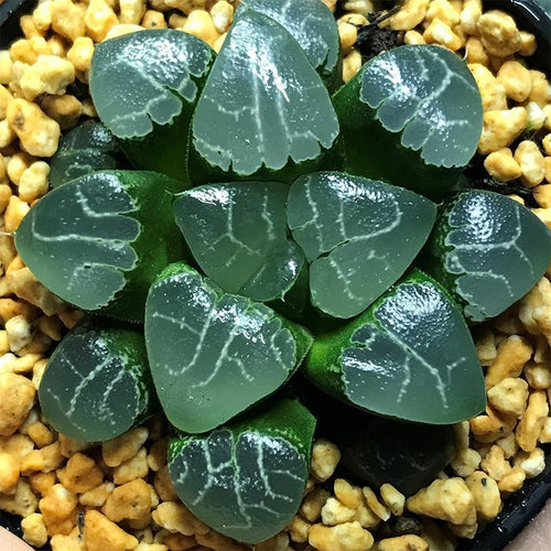 Real Live Succulent Cactus Plant :  Haworthia 'Tsukikage' / 'Moon Shadow'
