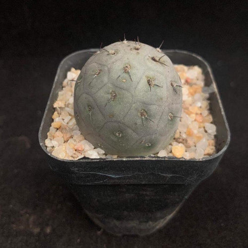 Real Live Succulent Cactus Plant :  Tephrocactus geometricus