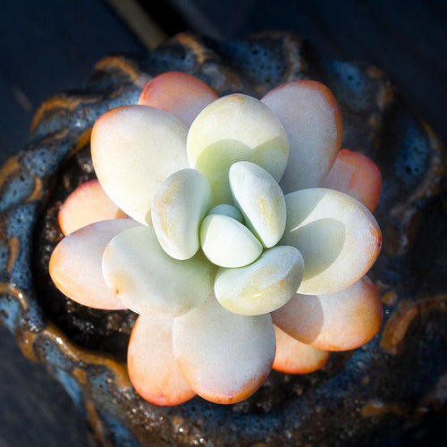 Real Live Succulent Cactus Plant : Pachyphytum Cuicatecanum