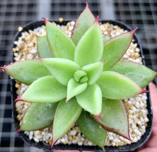 Real Live Succulent Cactus Plant :  Echeveria agavoides Aquamarine