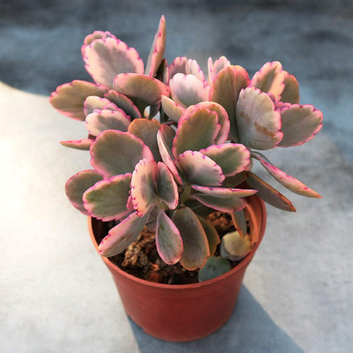 Real Live Succulent Cactus Plant :  Kalanchoe Fedtschenkoi 'Variegata'