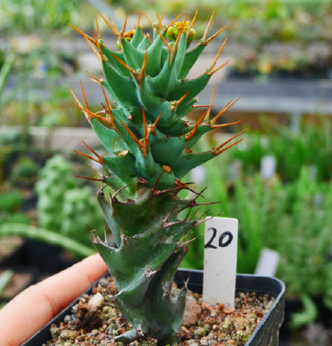 Real Live Succulent Cactus Plant :  Euphorbia groenewaldii