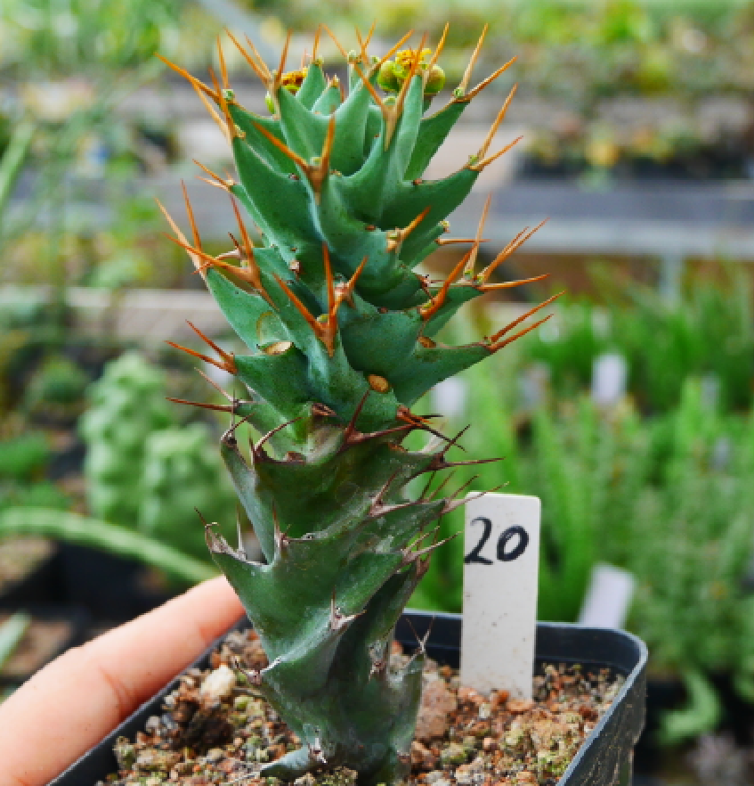 Real Live Succulent Cactus Plant :  Euphorbia groenewaldii