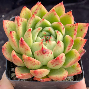 Real Live Succulent Cactus Plant : Echeveria agavoides 'Rajoya'