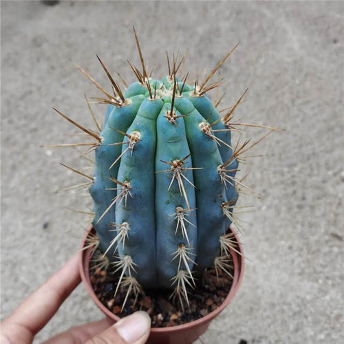 Real Live Succulent Cactus Plant :  Browningia hertlingiana Blue Cereus