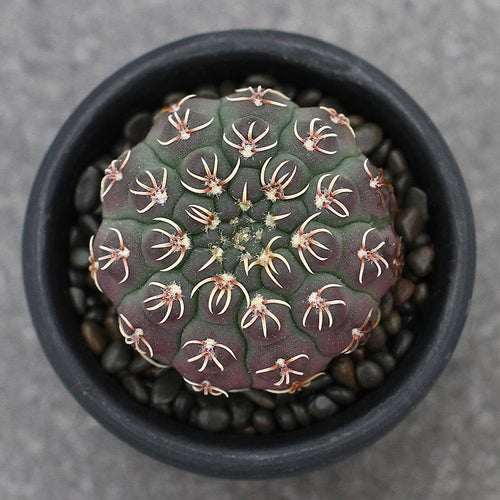 Real Live Succulent Cactus Plant :  Gymnocalycium quehlianum