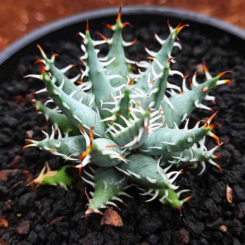 Real Live Succulent Cactus Plant :  Aloe Erinacea