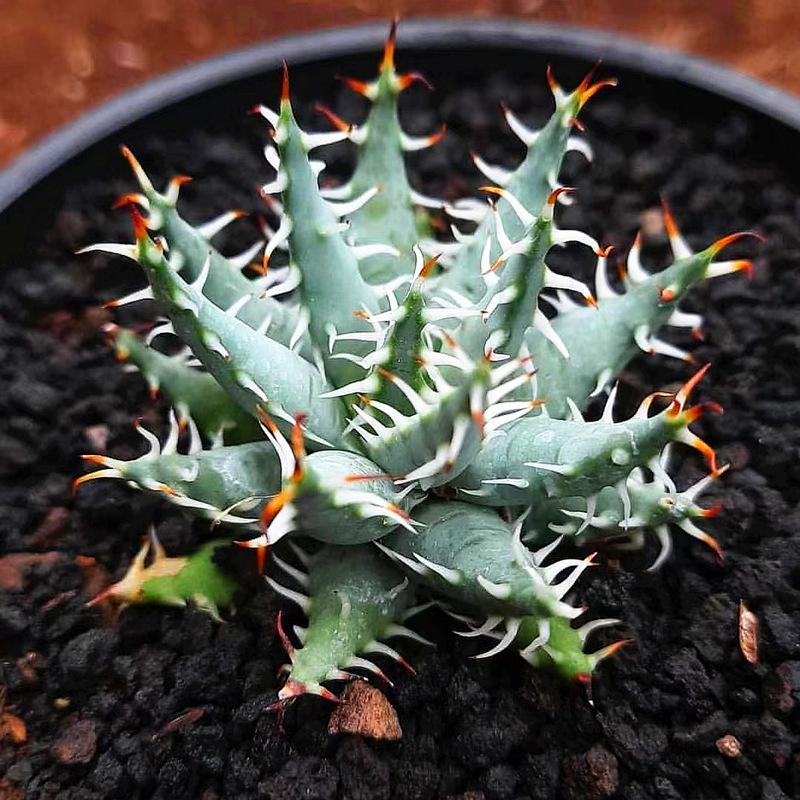 Real Live Succulent Cactus Plant :  Aloe Erinacea