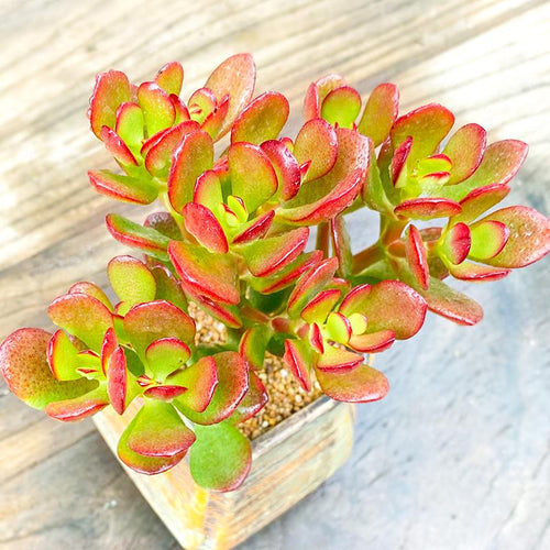 Real Live Succulent Cactus Plant : Crassula ovata 'Hummel's Sunset'