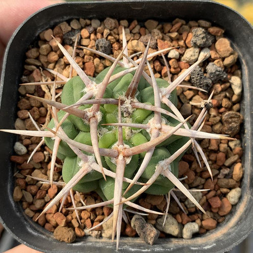 Real Live Succulent Cactus Plant :  Gymnocalycium ambatoense
