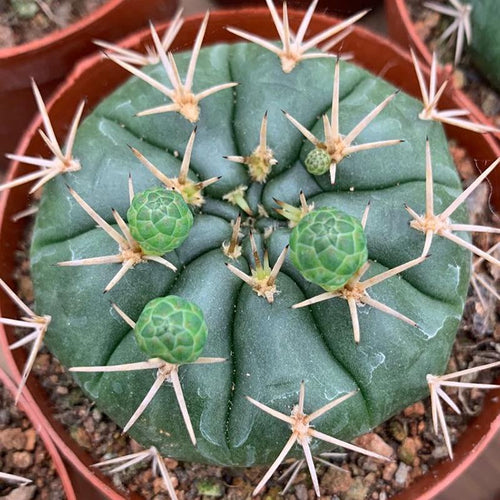Real Live Succulent Cactus Plant :  Gymnocalycium eurypleurum
