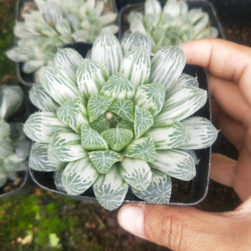 Real Live Succulent Cactus Plant : Haworthia cooperi var. pilifera cv. variegata