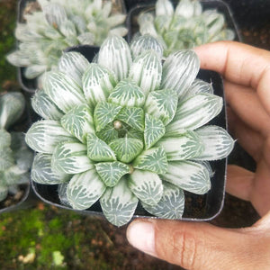 Real Live Succulent Cactus Plant : Haworthia cooperi var. pilifera cv. variegata