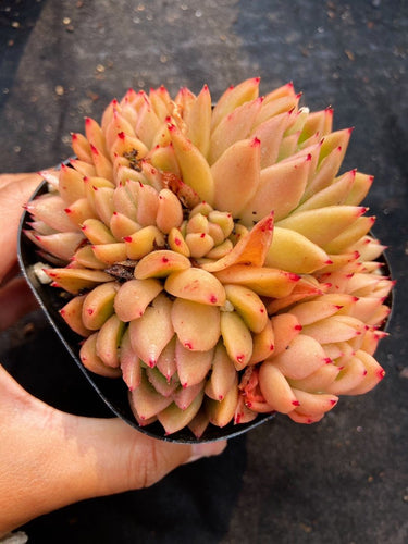 Real Live Succulent Cactus Plant : Echeveria agavoides Miranda