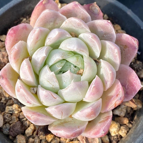 Real Live Succulent Cactus Plant : Echeveria Cream Rose