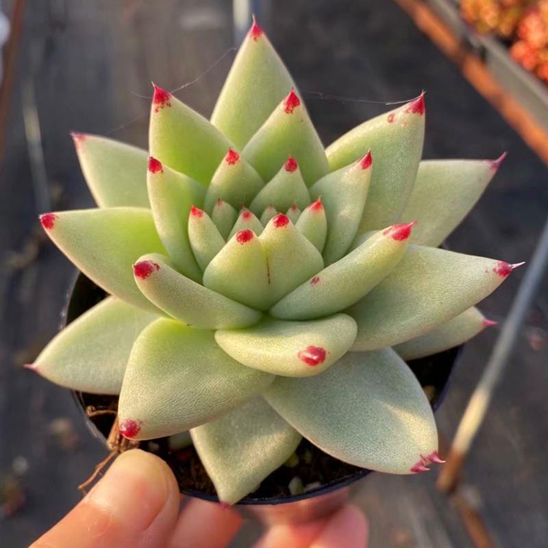 Real Live Succulent Cactus Plant : Echeveria agavoides Maria