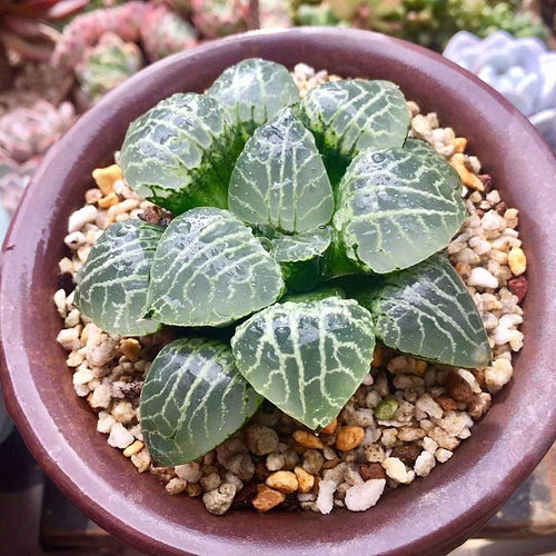 Real Live Succulent Cactus Plant : Haworthia Comptoniana Suisho 101