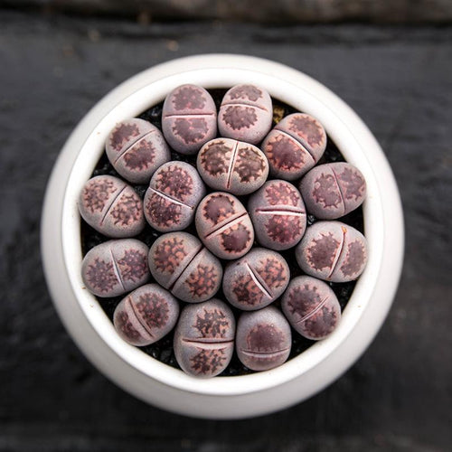 Real Live Succulent Lithops Pseudotruncatella Plant : Salicola cv. Bacchus