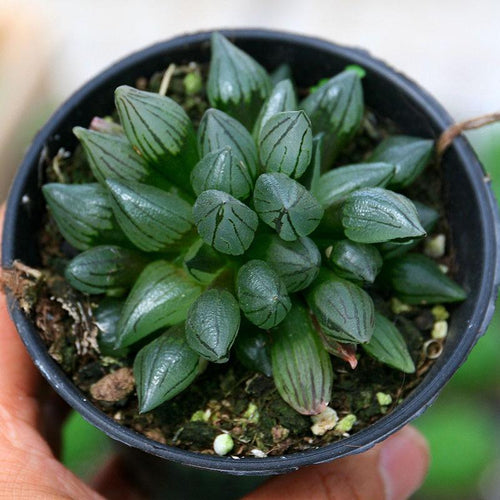Real Live Succulent Cactus Plant :  Haworthia Magnifica var. Atrofusca