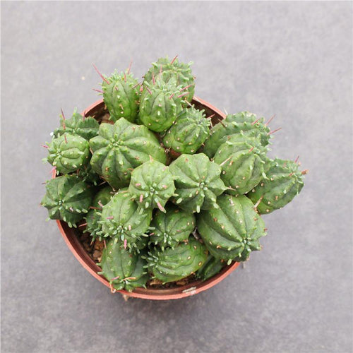 Real Live Succulent Cactus Plant :  Euphorbia enopla Boiss