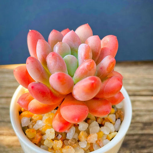 Real Live Succulent Cactus Plant : Pachyveria Clavifolia