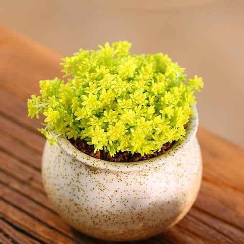 Real Live Succulent Cactus Plant :  Sedum hispanicum var. minus 'Aureum' Goldmoss Sedum