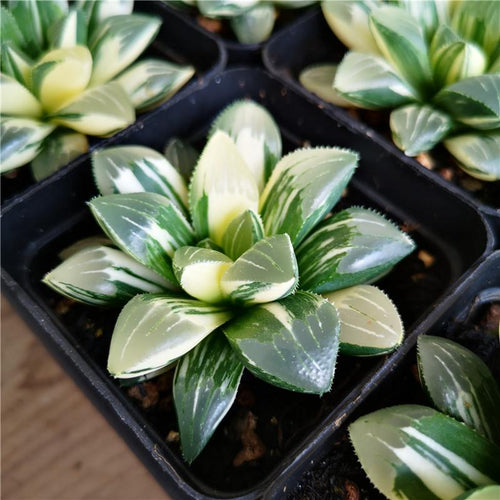 Real Live Succulent Cactus Plant : Haworthia Heidelbergensis Variegated