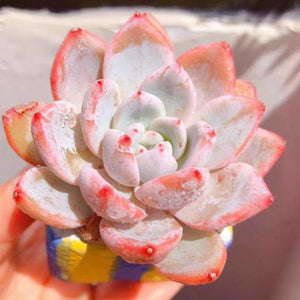Real Live Succulent Cactus Plant : Echeveria Sang